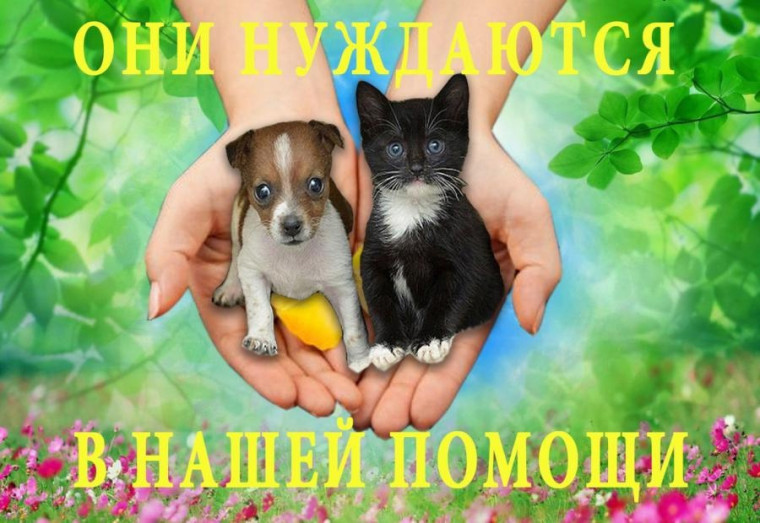 Акция "Братья наши меньшие".